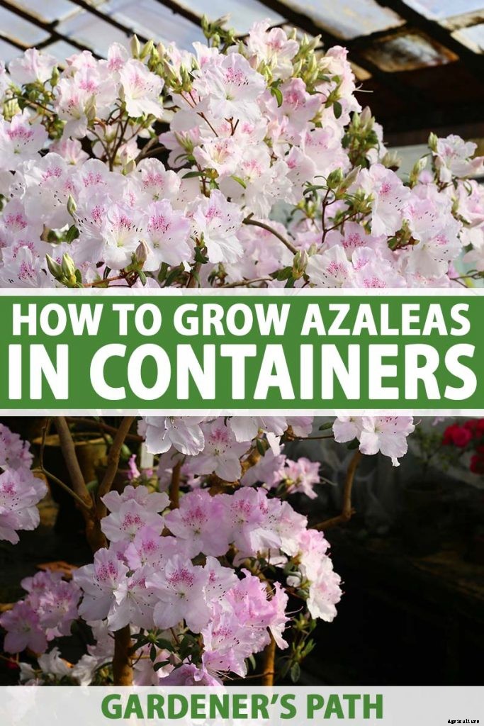 How to Grow and Care for Azaleas in Containers