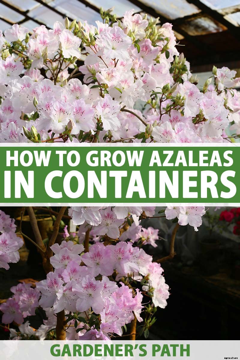 How to Grow and Care for Azaleas in Containers