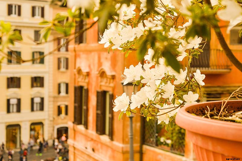 How to Grow and Care for Azaleas in Containers