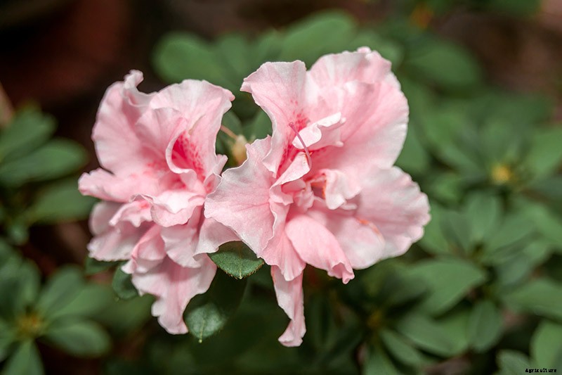 How to Grow and Care for Azaleas in Containers