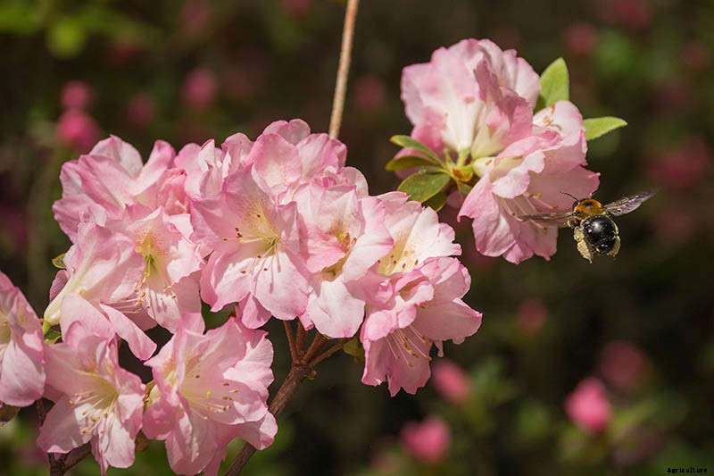 How to Grow and Care for Azaleas in Containers
