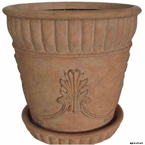 How to Grow and Care for Azaleas in Containers