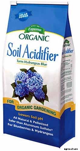 How to Grow and Care for Azaleas in Containers