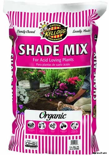 How to Grow and Care for Azaleas in Containers