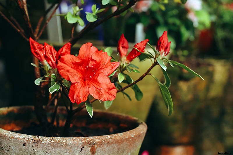 How to Grow and Care for Azaleas in Containers