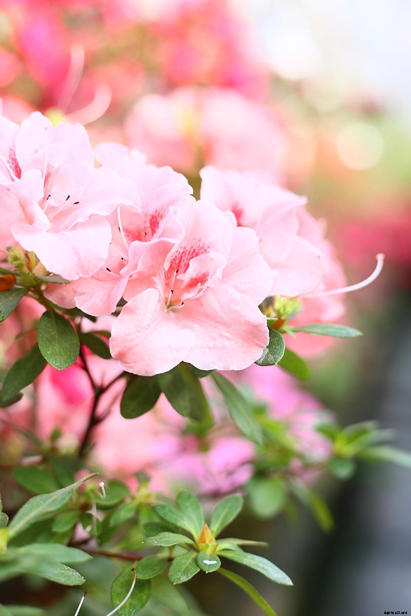 How to Grow and Care for Azaleas in Containers