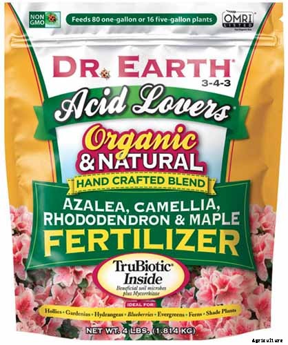 How to Grow and Care for Azaleas in Containers