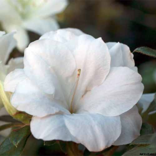 How to Grow and Care for Azaleas in Containers