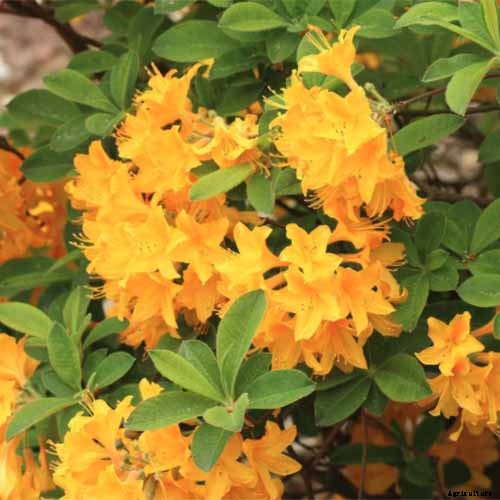 How to Grow and Care for Azaleas in Containers
