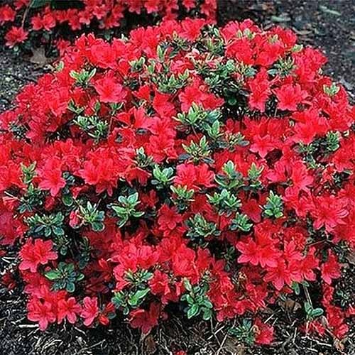 How to Grow and Care for Azaleas in Containers