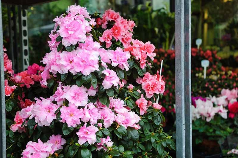 How to Grow and Care for Azaleas in Containers