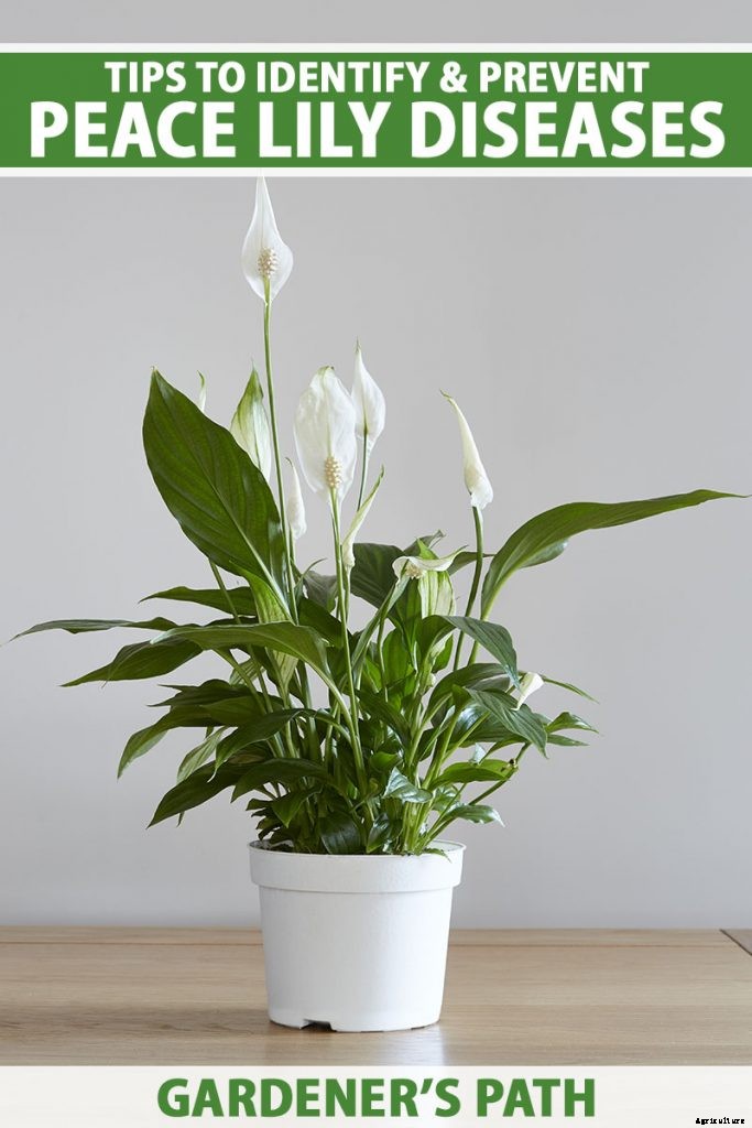 Tips to Identify and Prevent Peace Lily Diseases