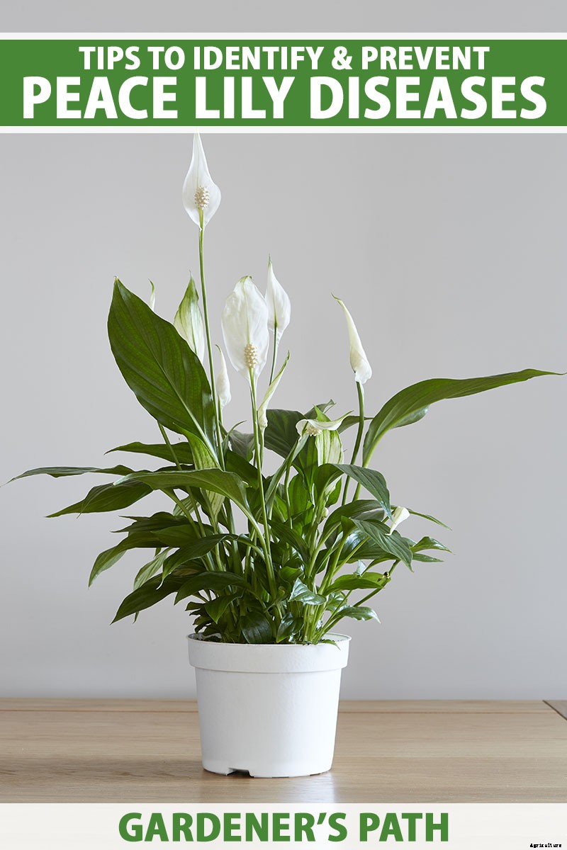 Tips to Identify and Prevent Peace Lily Diseases