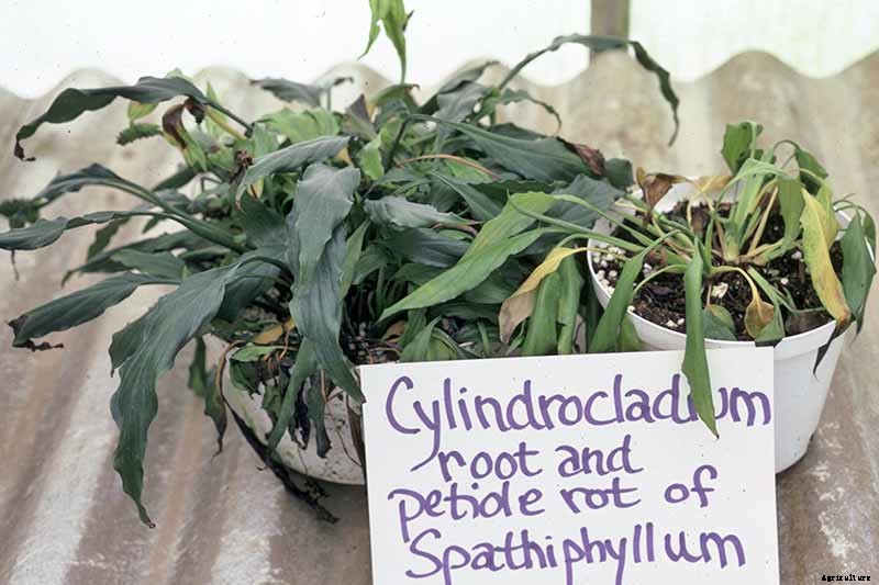 Tips to Identify and Prevent Peace Lily Diseases