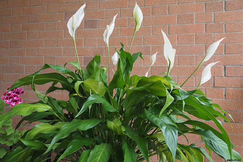 Tips to Identify and Prevent Peace Lily Diseases