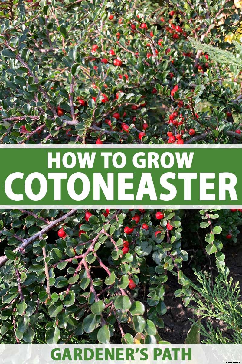 How to Grow Cotoneaster
