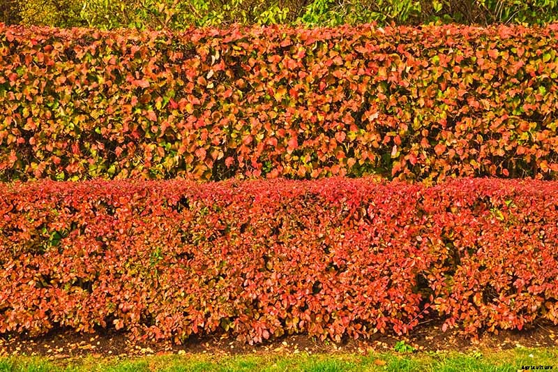 How to Grow Cotoneaster