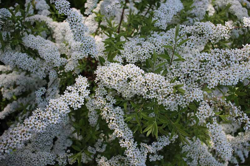 How to Grow Cotoneaster