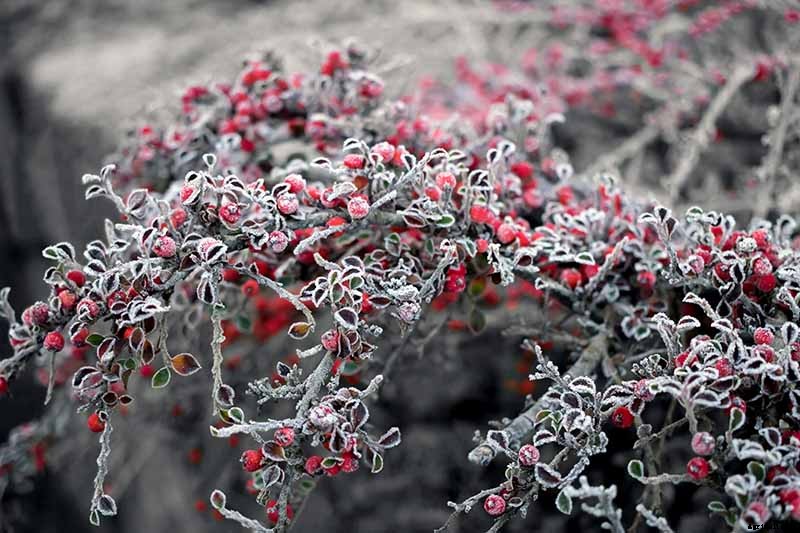 How to Grow Cotoneaster