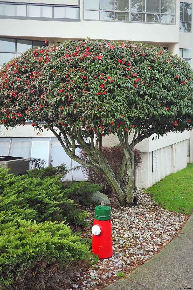 How to Grow Cotoneaster