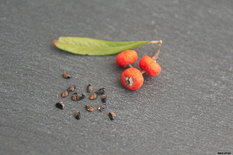 How to Grow Cotoneaster