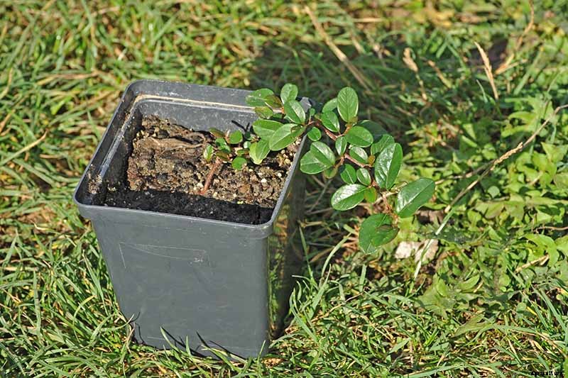 How to Grow Cotoneaster