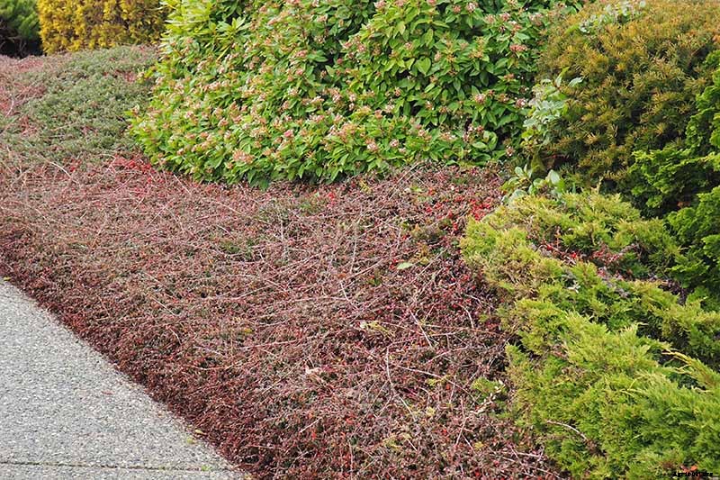 How to Grow Cotoneaster