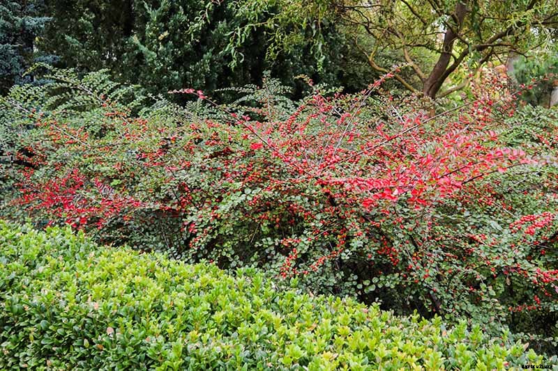 How to Grow Cotoneaster
