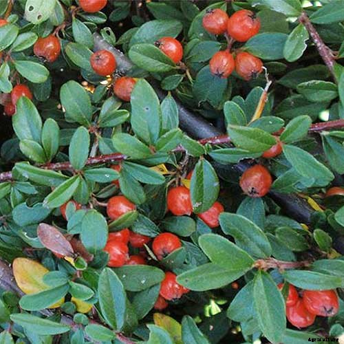 How to Grow Cotoneaster