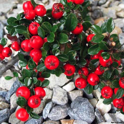 How to Grow Cotoneaster