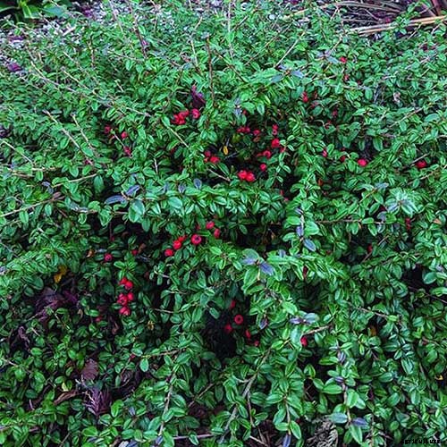 How to Grow Cotoneaster