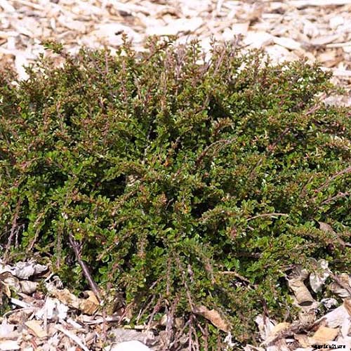 How to Grow Cotoneaster