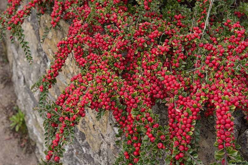 How to Grow Cotoneaster