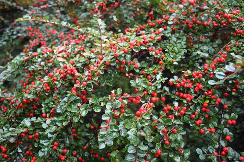 How to Grow Cotoneaster