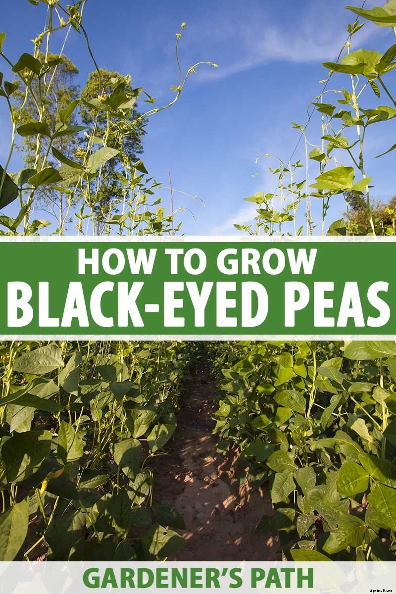 How to Grow Black-Eyed Peas