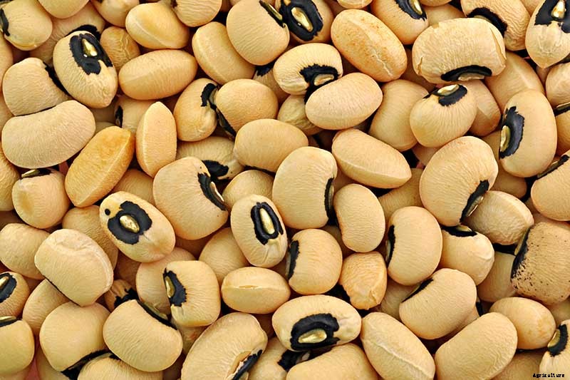 How to Grow Black-Eyed Peas