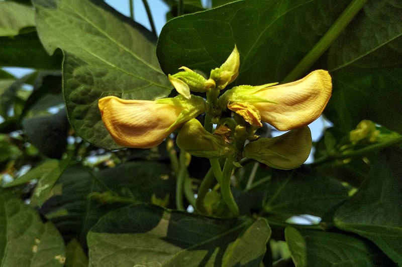 How to Grow Black-Eyed Peas