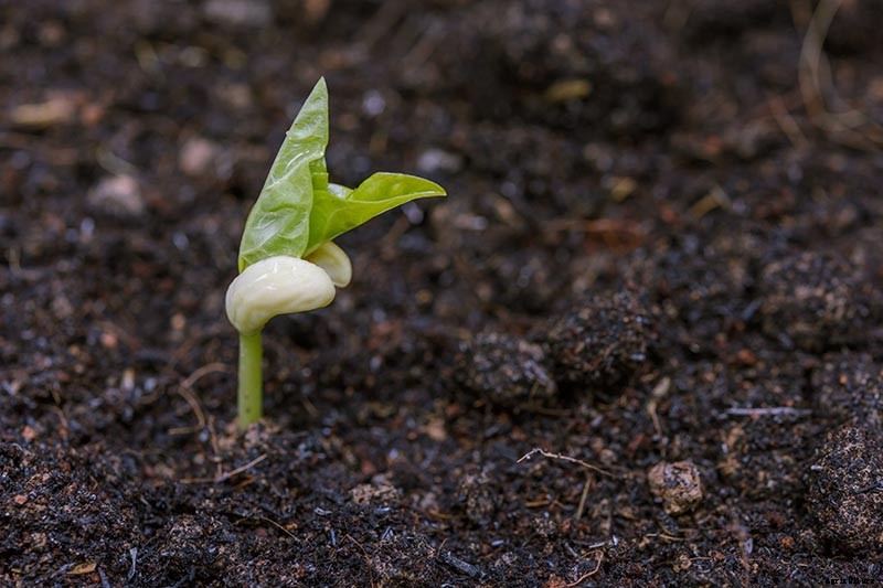 How to Grow Black-Eyed Peas