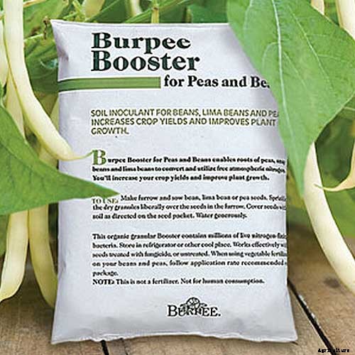 How to Grow Black-Eyed Peas