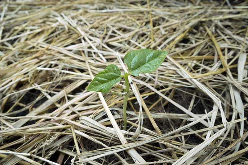 How to Grow Black-Eyed Peas