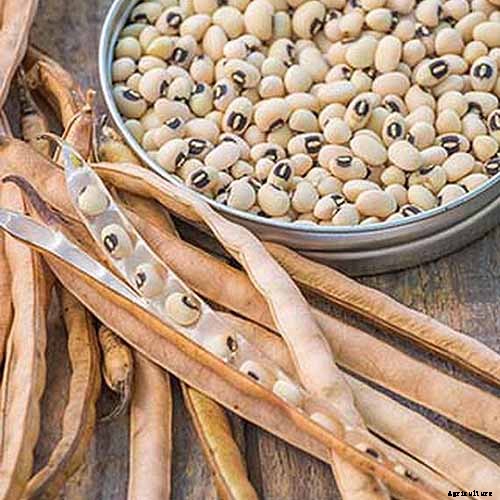 How to Grow Black-Eyed Peas