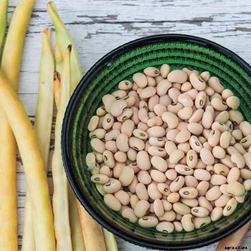How to Grow Black-Eyed Peas