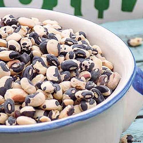 How to Grow Black-Eyed Peas