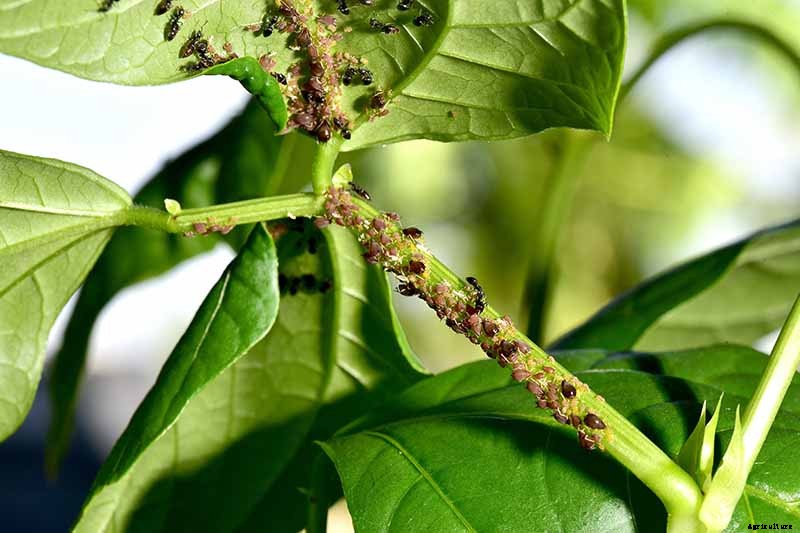 How to Grow Black-Eyed Peas
