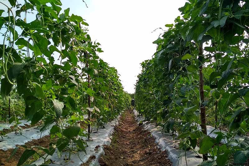 How to Grow Black-Eyed Peas