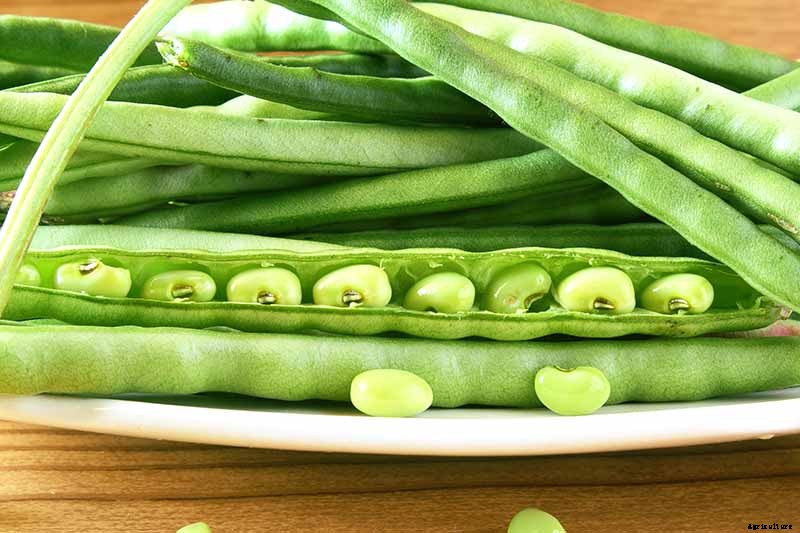 How to Grow Black-Eyed Peas