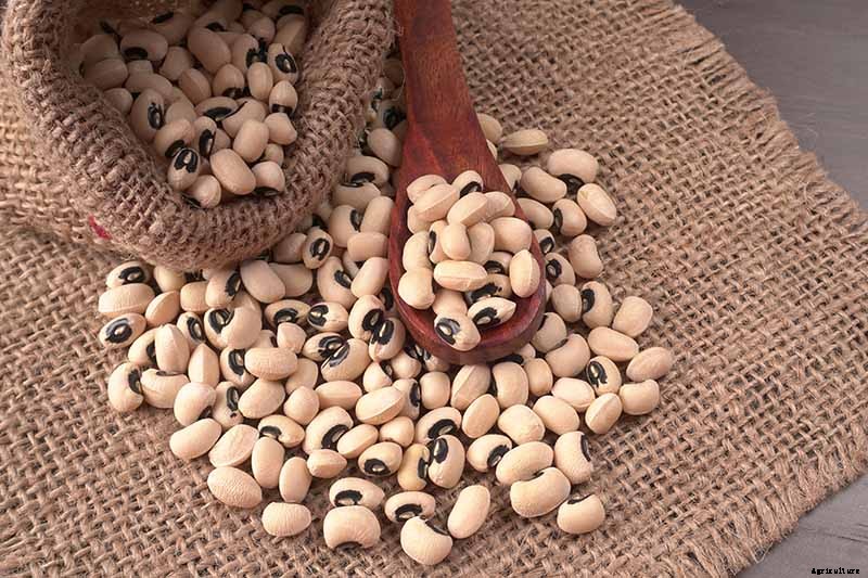 How to Grow Black-Eyed Peas