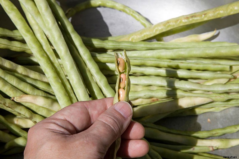 How to Grow Black-Eyed Peas