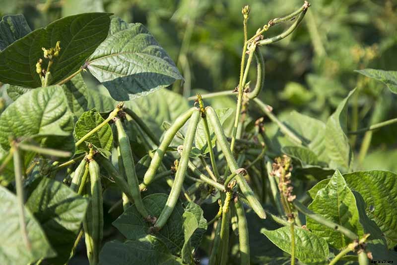 How to Grow Black-Eyed Peas