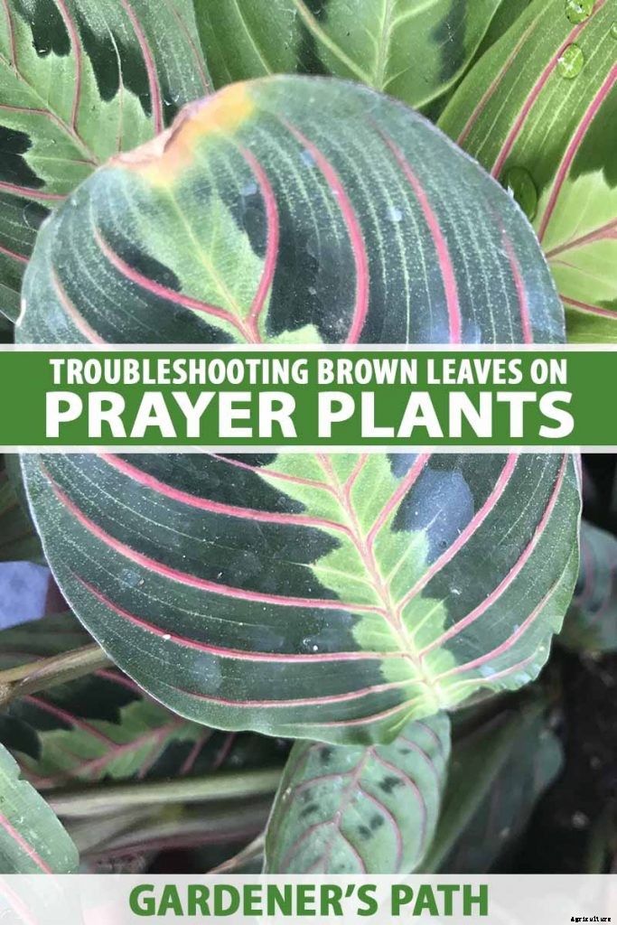 Troubleshooting Brown Leaves on Prayer Plants